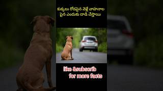 కుక్కలు  ఎందుకు దాడి చేస్తాయి #dogs attack#ytshorts