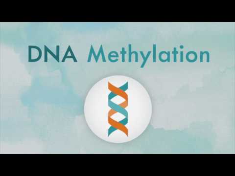 How does doxorubicin affect Reelin?