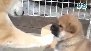 [柴犬] 孫犬と遊んであげるお婆ちゃん犬の姿にホッコリする☺️[仔犬]  Grandma dog playing with grandchildren