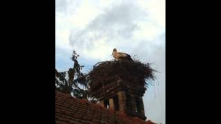 Storks Are Here;  Spring Is Here