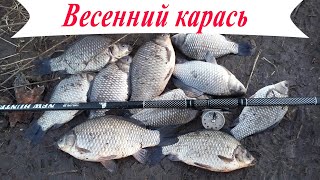 BIG Сrucian in spring! Fishining 2020!