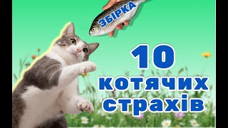 Тригери котів.Страхи у котів.10 найбільших страхів у котів.Чого бояться коти?Українською про котів.