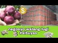 Negosyong walang lugi | sibuyas | storage room