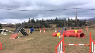 Stage fmbb annonay février 2015 Diam's agility dimanche