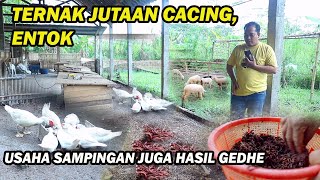 Panen Jutaan Cacing,entok dan dipadukan peternakan kambing,Usaha sampingan yang ngak kalah hasilnya