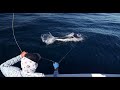 mag bay marlin fishing on fly