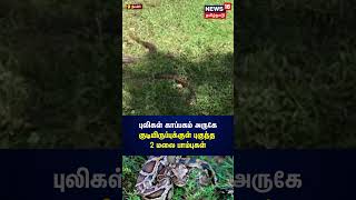 Nilgiris | முதுமலை புலிகள் காப்பகம் அருகே குடியிருப்புக்குள் புகுந்த 2 மலை பாம்புகள் | N18S