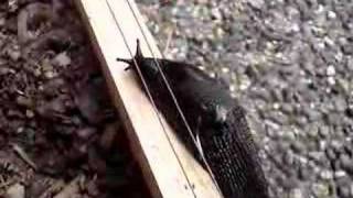 Slug on Electric Fence Part 1