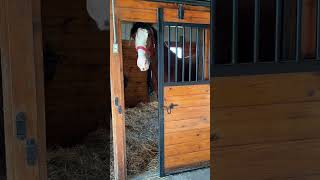 We found out this Clydesdale has a special ‘talent’ … #clydesdale #horse #equestrian