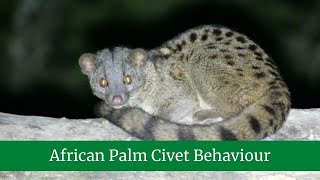 African Palm Civet || African Palm Civet Behavior || African Palm Civet Diet and Prey