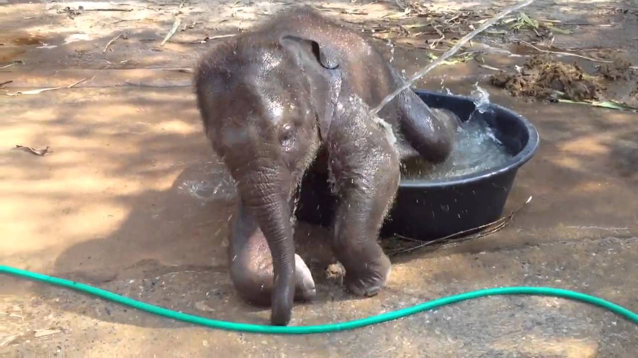 Baby Elephant Having A Playful Bath - YouTube