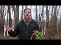 5 backyard plants you can forage in winter u0026 early spring medicinal and edible