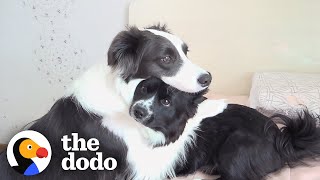 This Dog Won’t Leave Her Little Brother’s Side When He’s Sick | The Dodo