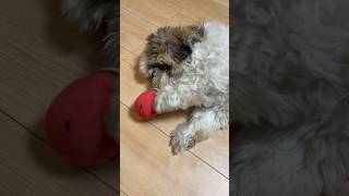 眠気vsおもちゃの誘惑。 #shihtzu #시추 #シーズー