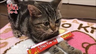 【子猫】ちゅーるメーカーでCMを作ってみました！