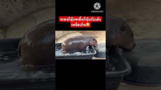 หมูเด้ง ทุกท่วง￼ท่าช่างน่าเอ็นดู😂🦛 #babyhippo #moodeng #หมูเด้ง