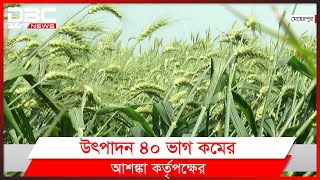 মেহেরপুরে প্রাকৃতিক দুর্যোগে ক্ষতিগ্রস্ত আলু ও গমের বীজ উৎপাদন।