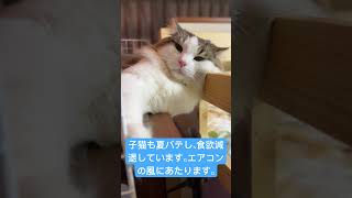 致死率99%FIP（猫伝染性腹膜炎）の猫。子猫の夏バテ。エアコンの風にあたり体を冷やします。#shorts #cat