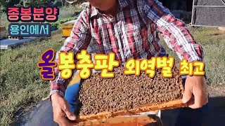 *((판매완료))용인에서 6/5매벌 올봉판 외역벌최고 착한 가격으로 분양합니다.