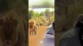 A Man's Terrifying Encounter with a Hungry Lion #LionAttack #SurvivalInstincts #CloseCall #shorts