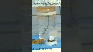 大黑巨山蟻餵食縮時影片 Time lapse video of Camponotus friedae feeding-241124 #ant #ants #science