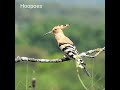 Hoopoe bird | #shorts #shortvideo #viral