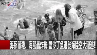 海豚獵殺、海鷗轟炸機 當沙丁魚遷徙海陸空大獵逃!! 朱學恒 黃創夏 20160301-5 關鍵時刻