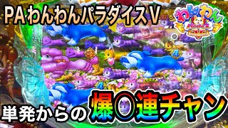 PAわんわんパラダイスV.実践動画‼️2024年9月7日(ダルマ実践)