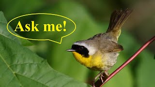 Interview With A Common Yellowthroat: 10 Facts You Want To Know