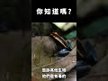 你知道嗎 關於箭毒蛙