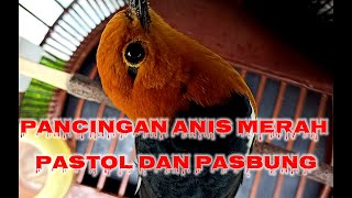 PANCINGAN ANIS MERAH PASTOL DAN PASBUNG