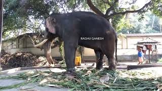 Thiruvambadi Shivasundar at Musth🔥 | Kerala Popular Elephants | Short Video |