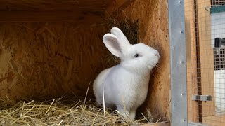 Moja hodowla Króliki wiedeńskie białe