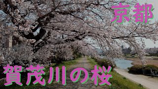 ぶらり　京都『賀茂川の桜』Kyoto cherry blossoms