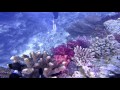 Scuba Diving in Fiji Video