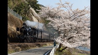 桜満開SL人吉~Cherry blossoms and SL Hitoyoshi