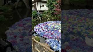 茨城県　紫陽花