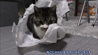 必死！ビニール袋に隠れてねこじゃらしを狙う猫リキちゃん☆パパと遊ぶかわいい猫☆【リキちゃんねる　猫動画】Cat videos キジトラ猫との暮らし