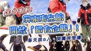 全台首創！屏東海生館開放「餵食企鵝」　每天限8人、開賣時間曝光