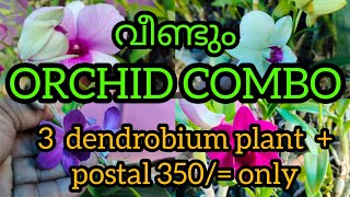 വില്പനക്ക് എത്തിച്ച ഓർക്കിഡ് ഉം തൈകൾ 300 എണ്ണവും ഓർക്കിഡ് combo of 3+postal 350/= ഓഫർ (02/06/2021)