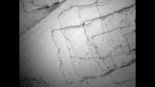 Dislocation glide in Ti-25Nb-25Zr