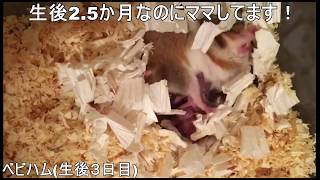 生後2.5ヵ月のハムスターが育児 しっかりママしてます！