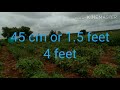 chilli crop cultivation in kannada ಹಸಿ ಮೆಣಸಿನಕಾಯಿ