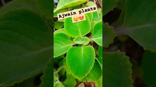 #Ajwain Plants😲😍 #viralvideo #viralshorts #shorts #nature #garden #trending