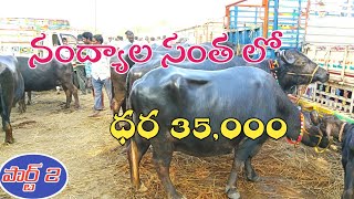 నంద్యాల గేదెల సంత | Nandyala Buffalo Market #buffalofarming #buffalo @proddaturtraveller