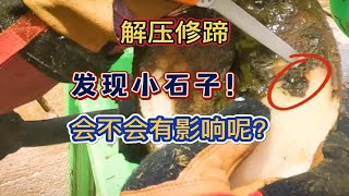 【修牛蹄】发现小石子！会不会有什么影响呢？【修牛蹄