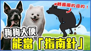 狗狗大便前轉圈是在看磁場？｜狗狗冷知識｜傑米寵物冷知識