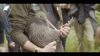 Bringing kiwi back to the Kaitake Range