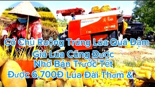 Giá Lúa Cũng Được, Nhờ Bán Trước Tết, Được 6,700Đ,Lúa Cũng Có năng Suất Cao,,,,,,,,,,,,,,,,,,,,67TV