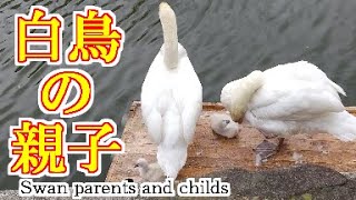 白鳥の親子（広島県福山市）Swan parent and childs / Japan / Online travel